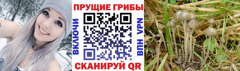 Псилоцибиновые грибы GOLDEN TEACHER  ссылка на мегу вход  Рязань 